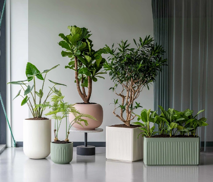 Planten in pot